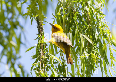 Capo maschio Weaver, Ploceus capensis, in colore giallo brillante riproduzione dei colori in un salice piangente albero, Robertson, Western Cape, Sud Africa nella primavera buildi Foto Stock