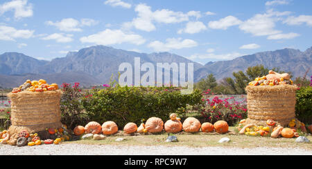 Visualizzazione di un assortimento di zucca, butternut, zucche e squash al di fuori di un farmstall specializzata nella vendita di cucurbita , Breede River Valley, Western Cap Foto Stock