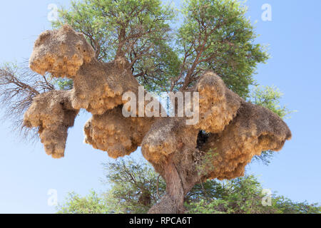 Grande nido comunale del socievole Weaver, Philetairus socius, Camel thorn tree, Vachellia erioloba, Kgalagadi Parco transfrontaliero, Northern Cape, Foto Stock