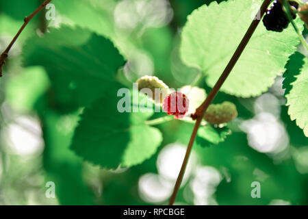 More in una struttura ad albero nel selvaggio Foto Stock