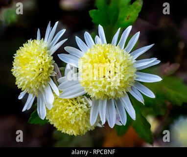 Un gruppo del bianco e del giallo margherite in tarda estate in un giardino giapponese Foto Stock