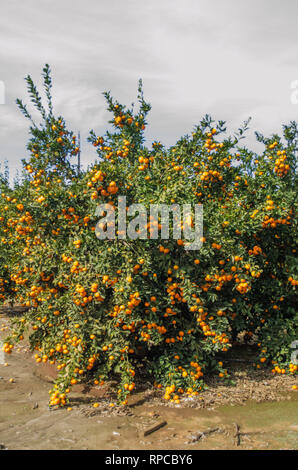 Tango mandarini pronti per il raccolto, agrumeto in California Foto Stock