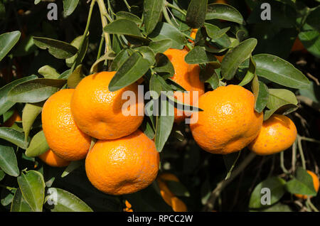 Tango mandarini pronti per il raccolto, agrumeto in California Foto Stock
