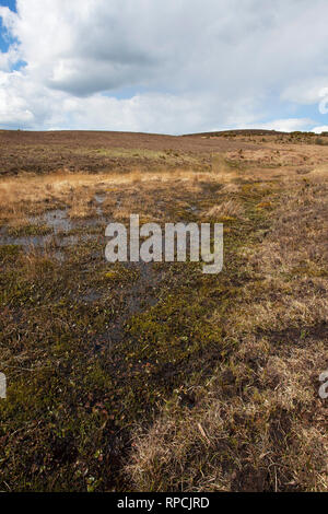 Area di torbiere e paludi Latchmore Fondo New Forest National Park Hampshire REGNO UNITO Inghilterra Aprile 2016 Foto Stock