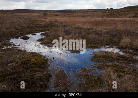 Latchmore fango Latchmore Fondo New Forest National Park Hampshire REGNO UNITO Inghilterra Aprile 2016 Foto Stock