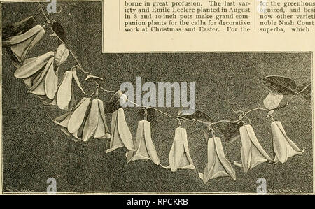 . Il fiorista americana : un giornale settimanale per il commercio. Floricoltura; fioristi. i888. Il fiorista americano. ^Zl spostato quando antiestetici. Il portamento della pianta j^ives un tropicale efTect piantate o in letti circolare o come sfondo per gli altri impianti. La loro cultura è semplice. Dividere e avviare in vasi su marzo ho, e pianta fuori circa 15 Maggio a 20, molto ricco suolo con un abbondanza di acqua da luglio ho a settembre I. Durante tale periodo possono- non ricevono troppa acqua, a condizione di un peculiare rosso arancione di ombreggiatura a salmone. Per un cerchio attorno a questi utilizzare B. Cousan- cat, altezza di cinque a sei piedi, Foto Stock
