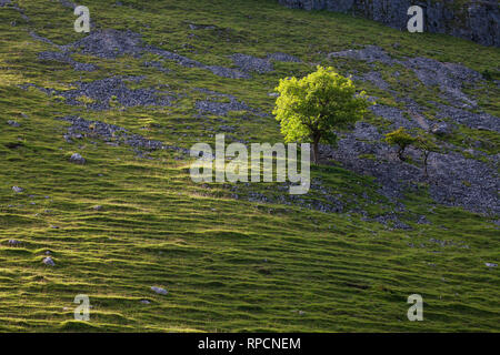 Ash Fraxinus excelsior Sul ghiaione pendio sopra Gordale Scar in tarda serata luce nei pressi Malham Yorkshire Dales National Park nello Yorkshire Inghilterra UK Luglio 201 Foto Stock
