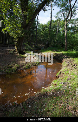 Flusso ripristinato e letto di ruscello Wootton New Forest National Park Hampshire REGNO UNITO Inghilterra Settembre 2016 Foto Stock