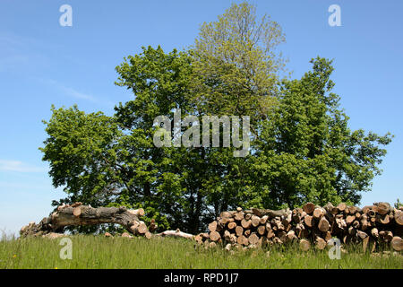 Blick vom Großen Burgberg, Bad Harzburg, Harz, Niedersachsen, Deutschland Foto Stock