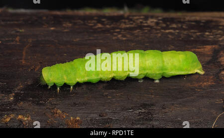Sfumature di angolo Moth caterpillar (Phlogophora meticulosa) a riposo sul tronco di albero. Tipperary, Irlanda Foto Stock
