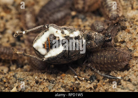 Curculione morto (Liophloeus tessulatus) con il fungo sotto una pietra. Tipperary, Irlanda Foto Stock