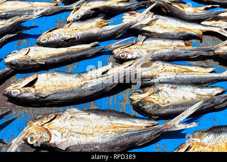 Abbondanza pesce salato e tagliato a metà e stendere per essiccamento su un blu pavimento in legno al mercato in Pagudpud, Ilocos Norte, Filippine Foto Stock