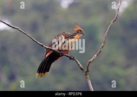 Hoatzin sul fiume Napo vicino Sani Lodge Ecuador Amazon Foto Stock