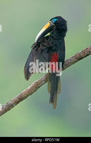 Molti-nastrati preening Aracari a Sani Lodge Ecuador Amazon Foto Stock