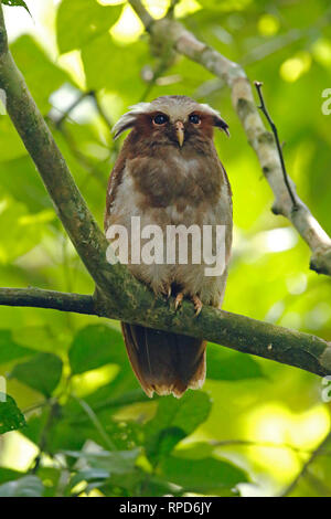 Crested Owl vicino Sani Lodge Ecuador Amazon Foto Stock