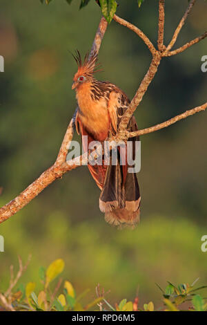 Hoatzin sul fiume Napo vicino Sani Lodge Ecuador Amazon Foto Stock