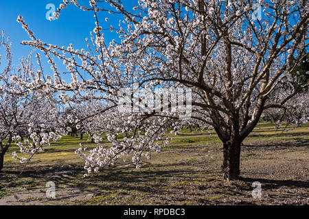 Fiori di mandorlo nella valle centrale, California. Foto Stock