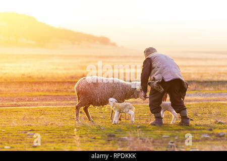 Pastore presso le pecore con la nuova data di nascita degli agnelli su Dobrogea, Romania. Foto Stock