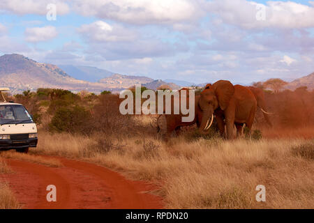 Branco di elefanti su un safari in Kenya in Africa e in auto con i turisti Foto Stock