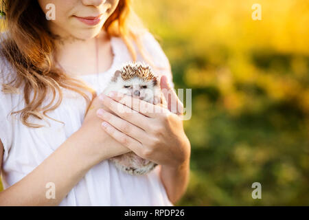 Persona in possesso di Carino Riccio in mani. Spaventata spinoso riccio mammifero in posizione seduta all'aperto sull'erba scenario e le donne con cura le mani tenendo Hi Foto Stock