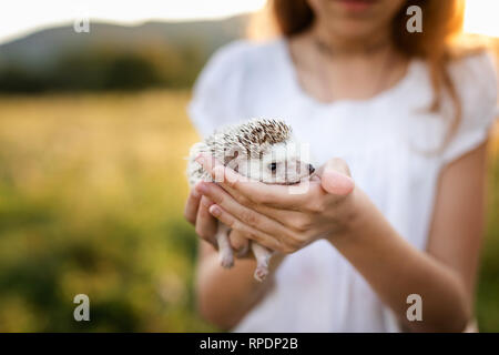 Persona in possesso di Carino Riccio in mani. Spaventata spinoso riccio mammifero in posizione seduta all'aperto sull'erba scenario e le donne con cura le mani tenendo Hi Foto Stock