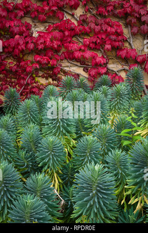 Chamaesyce è un ex genere delle piante, tutti i quali sono ora state riclassificate come specie di Euphorbia - Parthenocissus quinquefolia, noto come Virgi Foto Stock