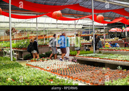 CAMERON HIGHLAND, Malesia - Febbraio 2019 : Turisti shop nel locale di cactus farm in Cameron Highlands. Cameron Highlands è uno della Malaysia è più Foto Stock