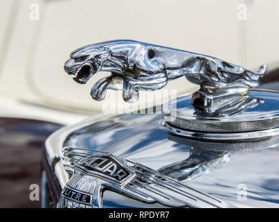 Mascotte del cofano Jaguar (Off MK1v) Foto Stock