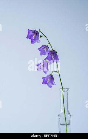 Campanula ancora vita unico fiore in bottiglia Foto Stock