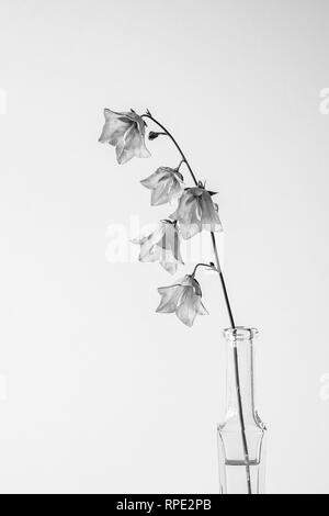 Campanula ancora vita unico fiore in bottiglia Foto Stock