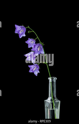 Campanula ancora vita unico fiore in bottiglia Foto Stock