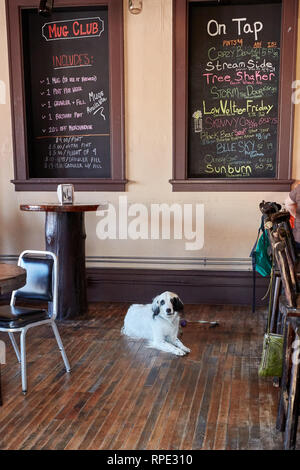 Un cane in appoggio sul pianale su terreni fangosi Creek birrificio Butte, Montana Foto Stock