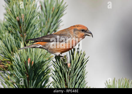 Fichtenkreuzschnabel, Loxia curvirostra, Crossbill comune Foto Stock