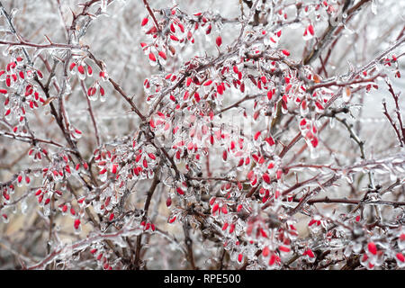 Il primo gelo su un ramo di barberries Foto Stock