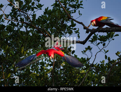 La scarlet macaw (Ara macao) è un grande rosso, giallo e blu e Centrale Sud Americana di Parrot Foto Stock