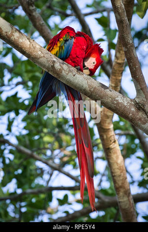 La scarlet macaw (Ara macao) è un grande rosso, giallo e blu e Centrale Sud Americana di Parrot Foto Stock