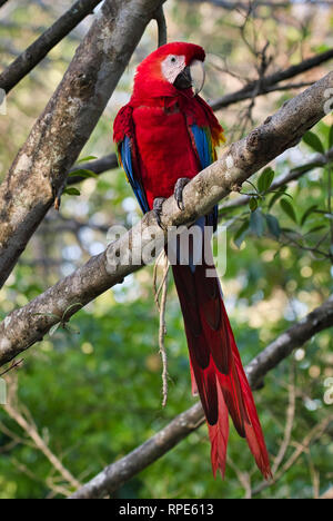 Colorato scarlet macaw, Ara macao si appollaia in una struttura ad albero in Panama Foto Stock