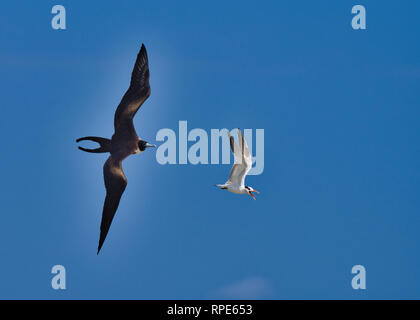 Magnifica Frigate Bird a caccia di una terna cielo blu sullo sfondo Foto Stock