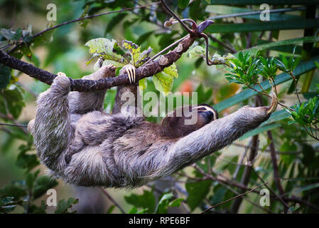 Il bradipo, un marrone-throated sloth (Bradypus variegatus) con baby immagine presa in Panama Foto Stock