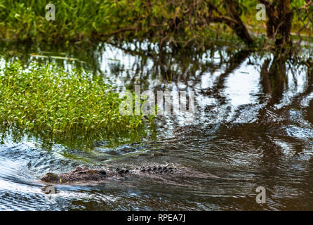 Coccodrillo di acqua salata guadare attraverso acqua gialla zone umide e Billabong, Parco Nazionale Kakadu, Territorio del Nord, l'Australia. Foto Stock