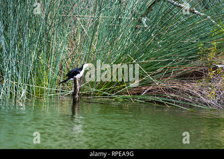 Pied cormorano presso il lago Wabby, l'Isola di Fraser, Queensland, Australia. Foto Stock