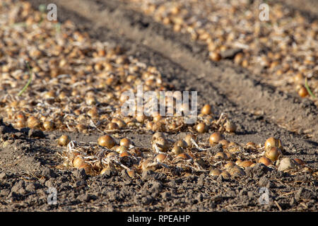 Righe di cipolle essiccamento in una fattoria campo pronto per la mietitura di Canterbury, Nuova Zelanda Foto Stock