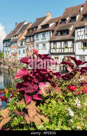 Quai de la Poissonnerie, pescivendolo distretto, Little Venice, La Petite Venezia, Colmar, Francia Foto Stock