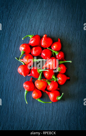Biquinho rosso peperoncino (capsicum chinense). Foto Stock