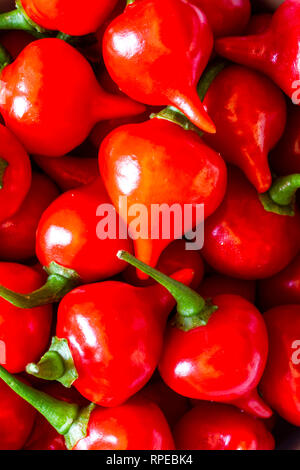 Biquinho rosso peperoncino (capsicum chinense). Foto Stock