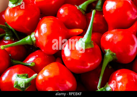 Biquinho rosso peperoncino (capsicum chinense). Foto Stock