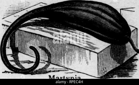 . Come rendere il giardino pay [microformati]. Il giardinaggio. Direzioni culturali.-211 MARTYNIA. Martynia proboscidea. Tedesco, Gemshorner; francese, Mar- tynia; inglese, Unicorn impianto.-Un annuale della cultura più semplice; impianto grande, forte crescita piuttosto grossolano, ancora decisamente interessante. Fiori grandi e simili di catalpa in forma; frutta, curvo e ter- minating in un lungo e punta ad uncino. Mentre i giovani e teneri è utilizzato frequentemente per sottaceti. Seminare sementi dove Martynia. pianta è a crescere, dando a ciascuno uno spazio di 2 o 3 metri quadrati. Se il seme viene lasciata maturare sulla pianta e a spargere sul suolo, plen Foto Stock