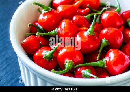 Biquinho rosso peperoncino (capsicum chinense) in una ciotola bianco. Foto Stock