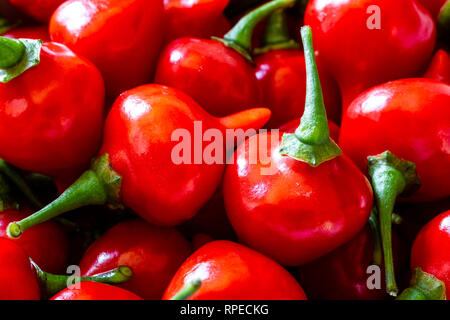 Biquinho rosso peperoncino (capsicum chinense). Foto Stock