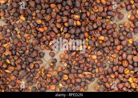 Close-up di caffè crudo fagioli essiccamento in cassa Foto Stock